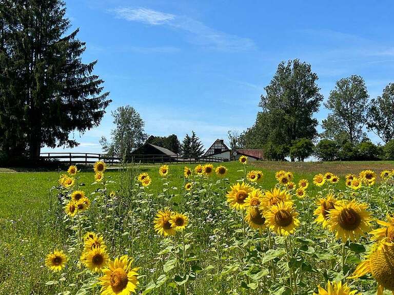Gutshof mit Landwirtschaft und Pferdehaltung, nahe Bodensee V13136